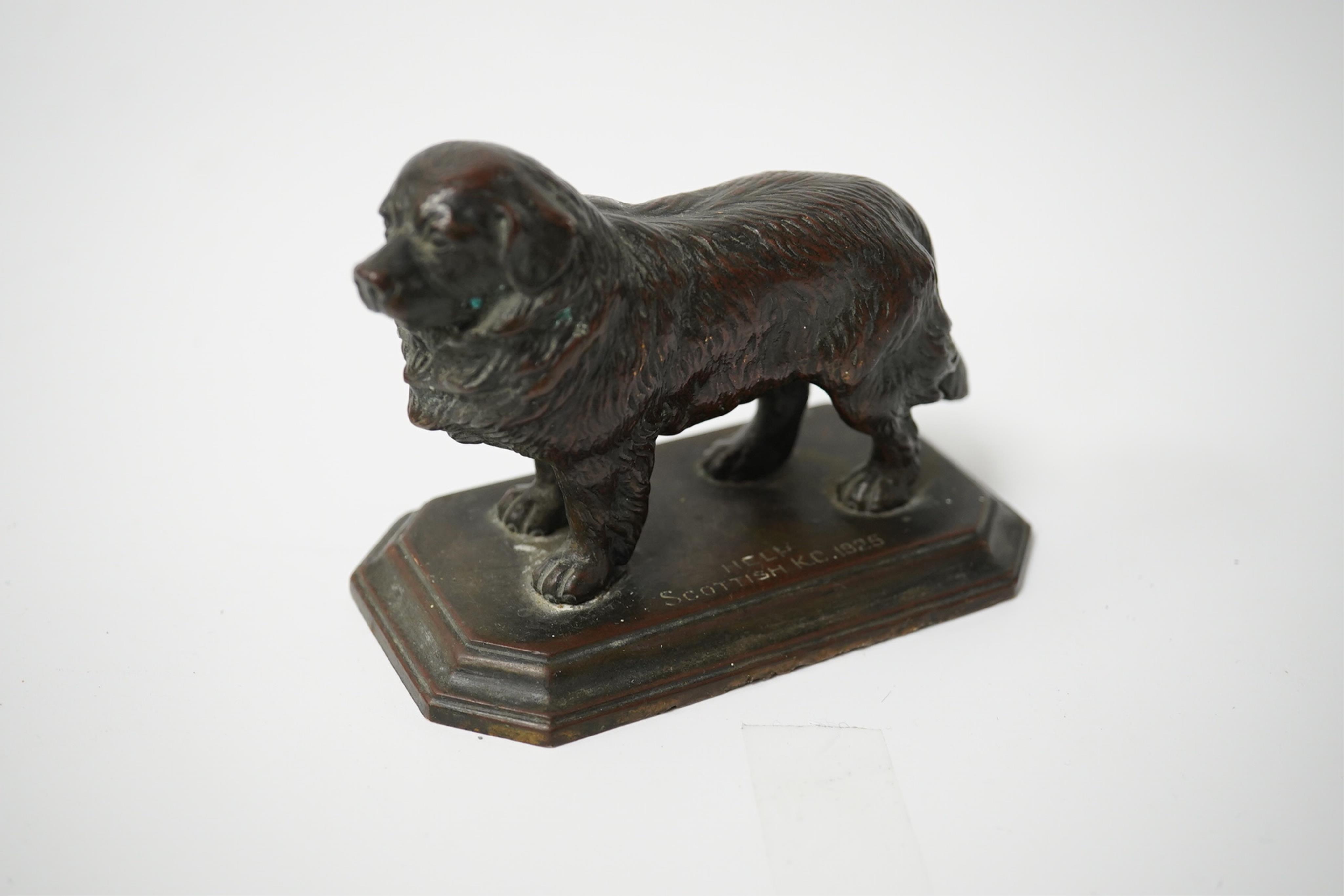 A bronze of a Newfoundland Terrier, inscribed on base Help Scottish KC 1925, 10cm wide. Condition - good